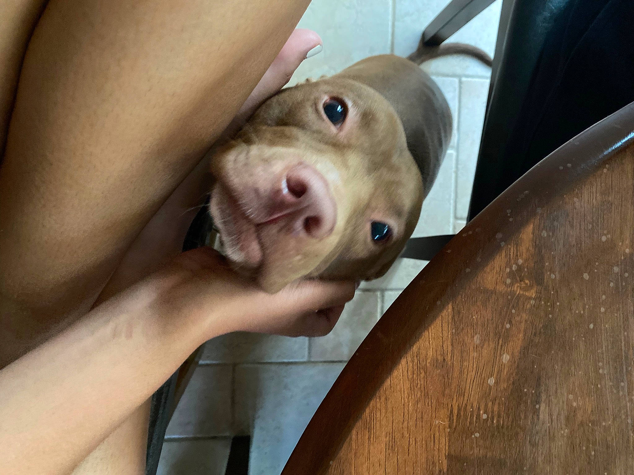 Stormie joined the competition — help win amazing prizes! canidae, carnivore, chest, companion_dog, dog, dog_breed, ear, eyelash, fawn, gesture, jaw, non_sporting_group, selfie, snout, sporting_group, vehicle_door, whiskers, wood, working_animal, wrinkle