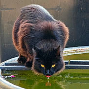Inconnu participe au concours pour gagner de l'argent avec cette photo : animal, black_cat, cat, close_up, container, curious, cute, drinking, ears, face, fur, mammal, nose, outdoor, pet, reflection, tongue, water, whiskers, yellow_eyes