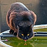 animal, black_cat, cat, close_up, container, curious, cute, drinking, ears, face, fur, mammal, nose, outdoor, pet, reflection, tongue, water, whiskers, yellow_eyes