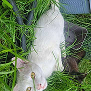 Coke joined the competition — help win amazing prizes! cat, white_cat, dark_cat, grass, plants, outdoor, pet, animal, nature, greenery, feline, eyes, relaxed, container, garden, leaf, closeup, flora, wildlife, curious