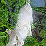 cat, white_cat, dark_cat, grass, plants, outdoor, pet, animal, nature, greenery, feline, eyes, relaxed, container, garden, leaf, closeup, flora, wildlife, curious