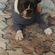 Grayson joined the competition — help win amazing prizes! dog, puppy, french_bulldog, pet, indoor, carpet, clothing, ears, cute, animal, lying_down, looking, curious, floor, red_shoes, cozy, home, patterned, small_dog, resting