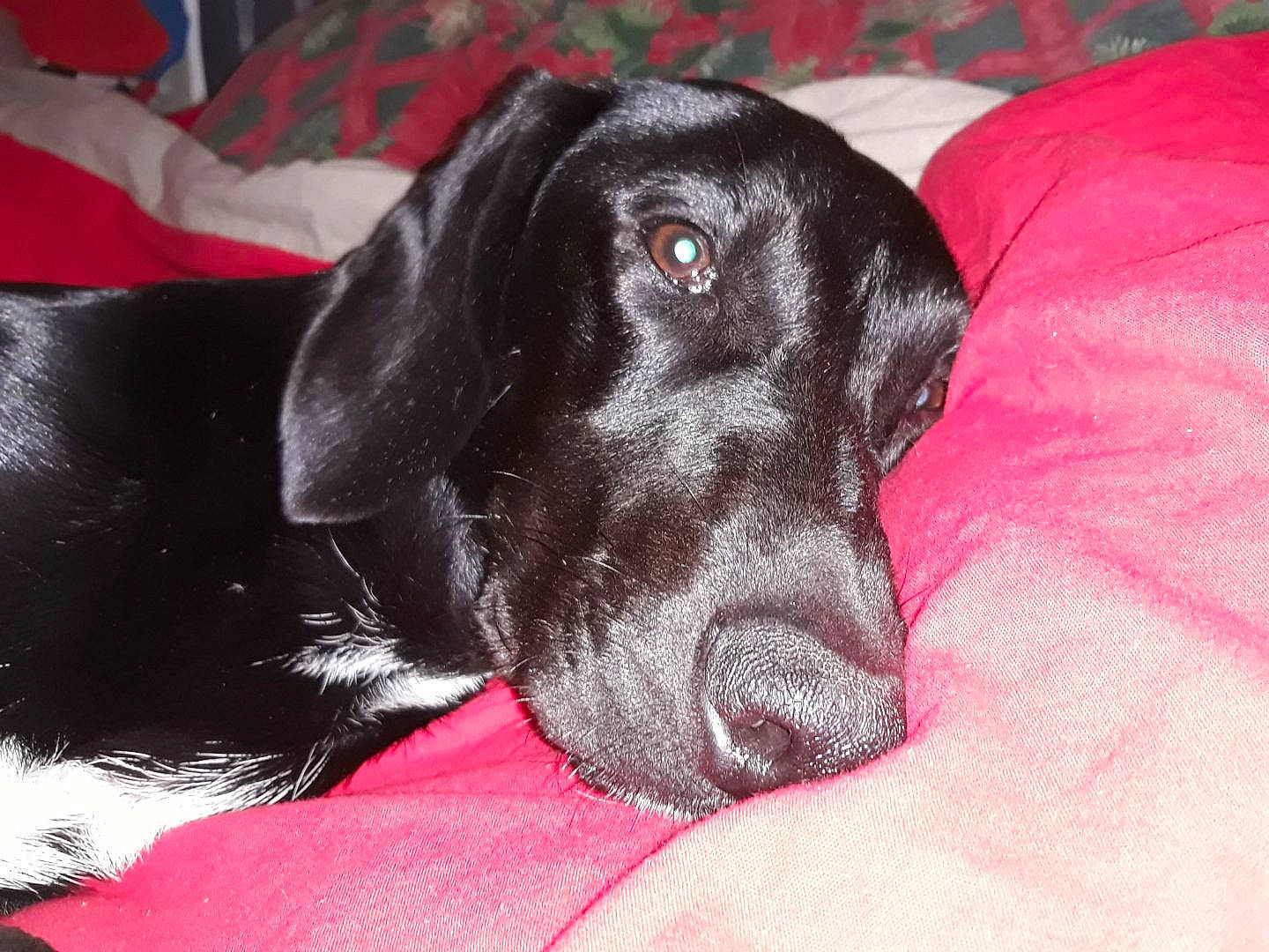 Youpi participe au concours pour gagner de l'argent avec cette photo : beagador, borador, canidae, carnivore, dog, dog_breed, ear, flat_coated_retriever, hunting_dog, labrador_retriever, mammal, rare_breed_dog, retriever, snout, sporting_group, vertebrate