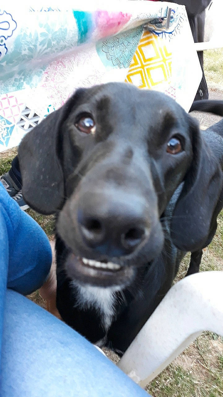 Youpi a rejoint le concours — aidez-le/la à gagner de superbes lots ! beagador, canidae, carnivore, dog, dog_breed, hunting_dog, labrador_retriever, liver, mammal, pointer, pointing_breed, rare_breed_dog, retriever, snout, sporting_group, vertebrate, weimaraner