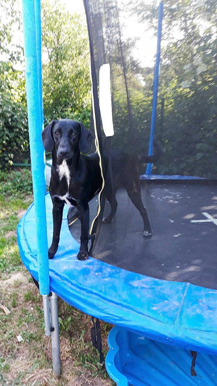 Youpi participe au concours pour gagner de l'argent avec cette photo : borador, canidae, carnivore, dog, dog_breed, guard_dog, hunting_dog, pointer, sporting_group