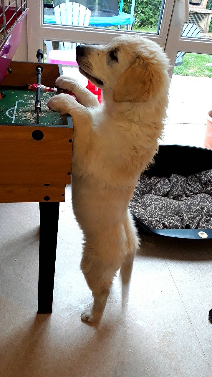 Dana participe au concours pour gagner de l'argent avec cette photo : canidae, carnivore, companion_dog, dog, dog_breed, fawn, mammal, miniature_poodle, non_sporting_group, poodle, sporting_group, standard_poodle, tail, toy_poodle, vertebrate