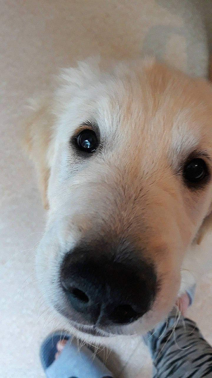 Dana a rejoint le concours — aidez-le/la à gagner de superbes lots ! akbash_dog, canidae, carnivore, companion_dog, dog, dog_breed, eye, kuvasz, labrador_retriever, mammal, maremma_sheepdog, nose, polish_tatra_sheepdog, puppy, retriever, skin, slovak_cuvac, snout, sporting_group, vertebrate