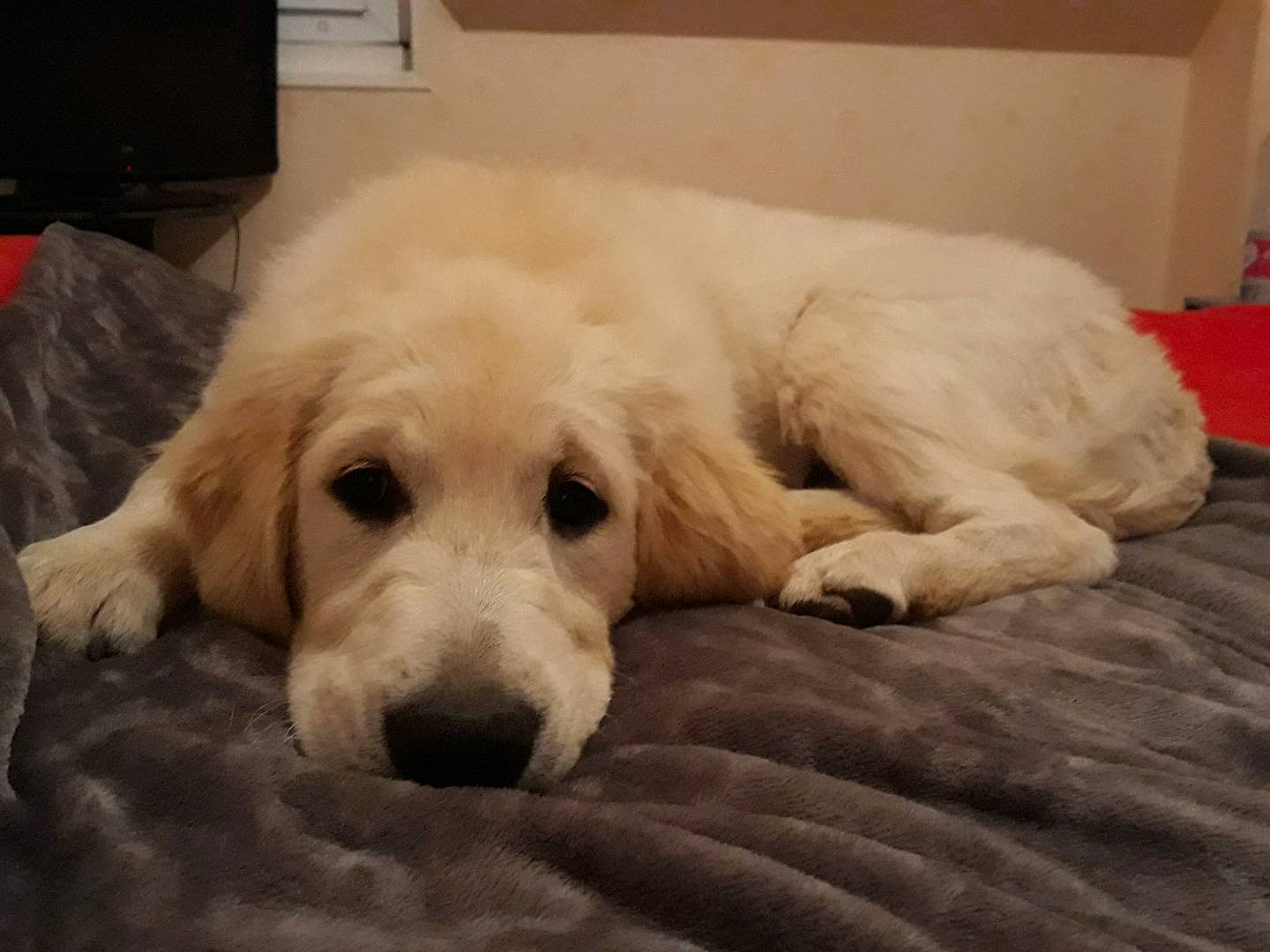 Dana participe au concours pour gagner de l'argent avec cette photo : akbash_dog, canidae, carnivore, companion_dog, dog, dog_breed, fur, golden_retriever, great_pyrenees, kuvasz, livestock_guardian_dog, mammal, maremma_sheepdog, paw, polish_tatra_sheepdog, retriever, slovak_cuvac, snout, sporting_group, vertebrate