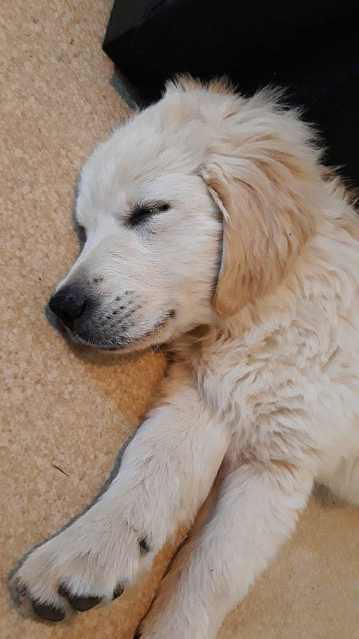 Dana a rejoint le concours — aidez-le/la à gagner de superbes lots ! akbash_dog, canidae, carnivore, companion_dog, dog, dog_breed, golden_retriever, great_pyrenees, kuvasz, livestock_guardian_dog, mammal, maremma_sheepdog, nose, polish_tatra_sheepdog, puppy, retriever, slovak_cuvac, snout, sporting_group, vertebrate