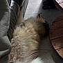Spycke participe au concours pour gagner de l'argent avec cette photo : belly_up, close_up, cozy, dog, fluffy_dog, fur, home, indoor, leather_sofa, long_fur, napping, pet, relaxing, resting, slippers, sofa, tile_floor, top_view, white_fur, wooden_table