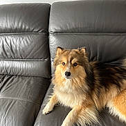 Spycke a rejoint le concours — aidez-le/la à gagner de superbes lots ! dog, pet, couch, leather, fur, animal, indoor, living_room, brown, golden, fluffy, face, ears, paw, relaxed, looking_at_camera, furniture, home, domestic_animal, canine