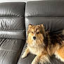 dog, pet, couch, leather, fur, animal, indoor, living_room, brown, golden, fluffy, face, ears, paw, relaxed, looking_at_camera, furniture, home, domestic_animal, canine