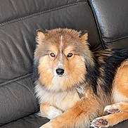 Spyke a rejoint le concours — aidez-le/la à gagner de superbes lots ! dog, pet, fluffy, fur, couch, leather, indoor, animal, canine, resting, relaxed, brown, black, white, paw, collar, portrait, companion, cute, furry