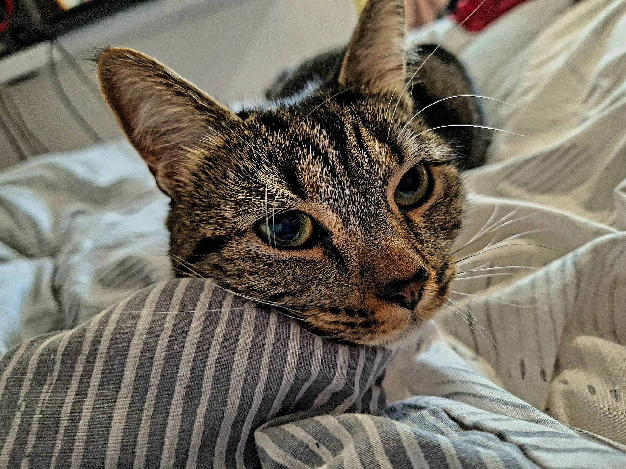 Tigger joined the competition — help win amazing prizes! carnivore, cat, claw, close_up, comfort, domestic_short_haired_cat, ear, felidae, fur, grey, small_to_medium_sized_cats, snout, terrestrial_animal, whiskers, wildlife, window