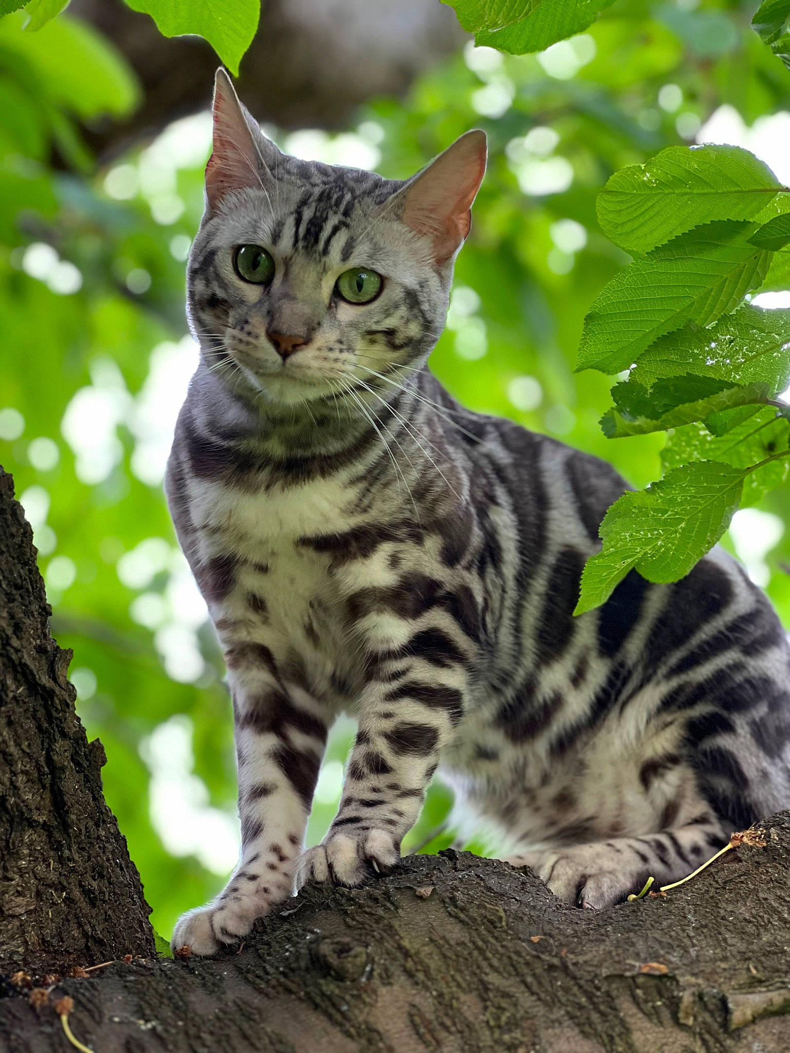 Ulys a rejoint le concours — aidez-le/la à gagner de superbes lots ! carnivore, cat, domestic_short_haired_cat, eye, felidae, fur, grass, head, jungle, ocelot, plant, sitting, small_to_medium_sized_cats, snout, tail, terrestrial_animal, terrestrial_plant, tree, trunk, whiskers
