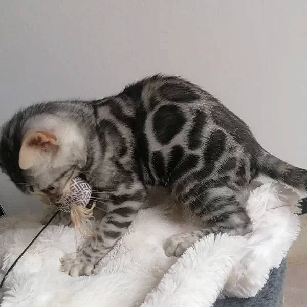 Ulys a rejoint le concours — aidez-le/la à gagner de superbes lots ! carnivore, cat, claw, domestic_short_haired_cat, felidae, fur, paw, small_to_medium_sized_cats, snout, tail, terrestrial_animal, whiskers, wildlife