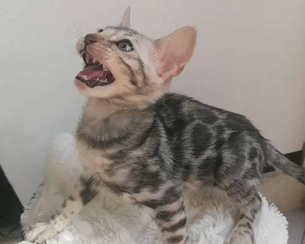 Ulys a rejoint le concours — aidez-le/la à gagner de superbes lots ! canidae, carnivore, claw, dog_breed, domestic_short_haired_cat, eye, fang, felidae, foot, fur, non_sporting_group, paw, small_to_medium_sized_cats, sporting_group, tail, terrestrial_animal, whiskers, yawn