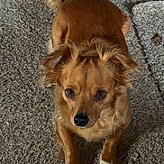 Cheech is registered to the contest to win money with this photo: dog, pet, brown_dog, carpet, paws, eyes, nose, lying_down, looking_up, indoor, fur, ears, tail, close_up, portrait, domestic_animal, cozy, face, mammal, companion