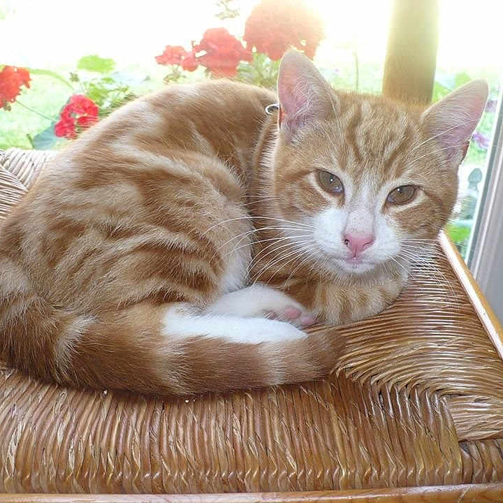 Noisette