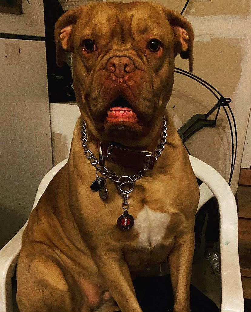 Gypsy is registered to the contest to win money with this photo: boxer, bulldog, canidae, carnivore, collar, companion_dog, dog, dog_breed, dog_collar, fawn, fur, liver, molosser, snout, sporting_group, terrestrial_animal, whiskers, working_animal, working_dog, wrinkle