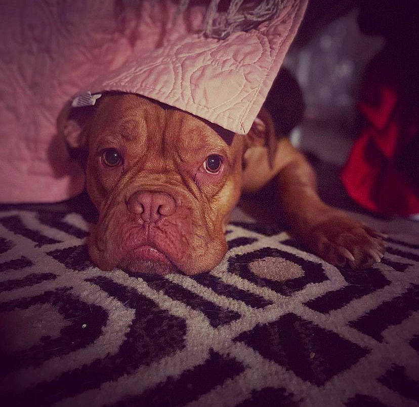 Gypsy is registered to the contest to win money with this photo: bulldog, canidae, carmine, carnivore, cloud, comfort, companion_dog, dog, dog_breed, fawn, flooring, sky, snout, sporting_group, terrestrial_animal, toy_dog, whiskers, wood, working_animal, wrinkle