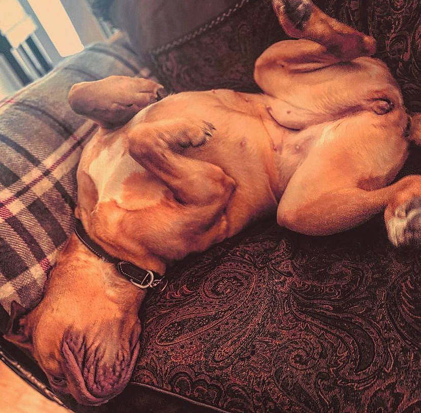 Gypsy joined the competition — help win amazing prizes! canidae, carnivore, cloud, comfort, companion_dog, dog, dog_breed, fawn, fur, gesture, human_body, human_leg, paw, sky, snout, sporting_group, tartan, thigh, whiskers, wrinkle