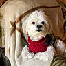animal, blanket, chair, companion, cozy, curtains, cute, dog, expression, fur, furniture, home, indoors, pet, portrait, relaxing, small_dog, sweater, warm_lighting, white_dog
