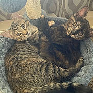 Shelly And Marley is registered to the contest to win money with this photo: kitten, cat, tabby_cat, tortoiseshell_cat, pet, animal, feline, cute, snuggling, cozy, cat_bed, soft, fur, whiskers, ears, eyes, indoor, carpet, playing, resting