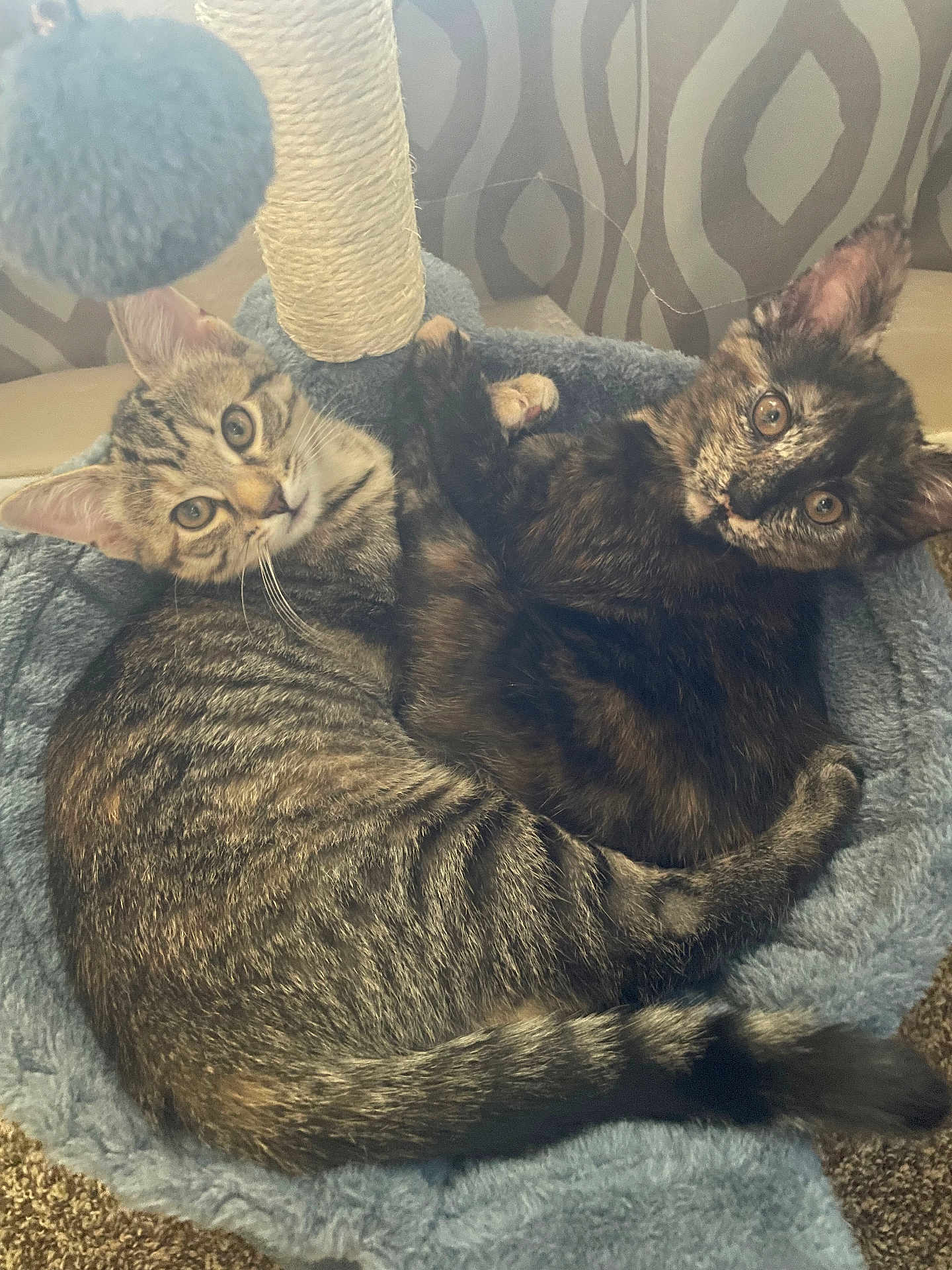Shelly And Marley is registered to the contest to win money with this photo: kitten, cat, tabby_cat, tortoiseshell_cat, pet, animal, feline, cute, snuggling, cozy, cat_bed, soft, fur, whiskers, ears, eyes, indoor, carpet, playing, resting