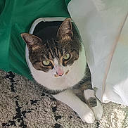 Bali participe au concours pour gagner de l'argent avec cette photo : abyssinian, animal, bag, bed, blanket, cat, couch, cushion, furniture, homedecor, indoors, kitten, laundry, manx, person, pet, quilt, sleeping, towel, white