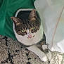 abyssinian, animal, bag, bed, blanket, cat, couch, cushion, furniture, homedecor, indoors, kitten, laundry, manx, person, pet, quilt, sleeping, towel, white