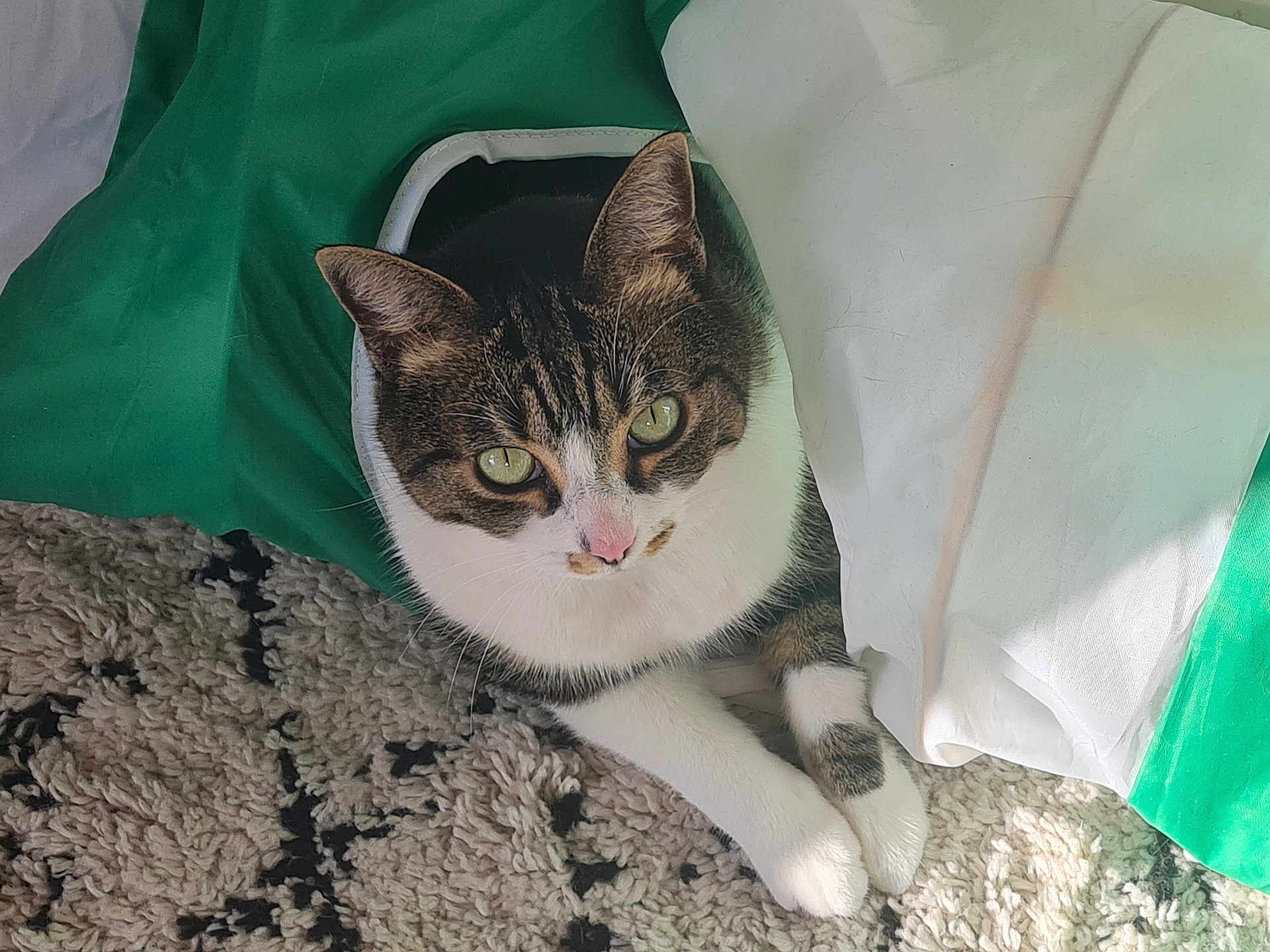 Bali participe au concours pour gagner de l'argent avec cette photo : abyssinian, animal, bag, bed, blanket, cat, couch, cushion, furniture, homedecor, indoors, kitten, laundry, manx, person, pet, quilt, sleeping, towel, white