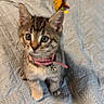 animal, bedspread, bell, blue, cat, collar, cute, domestic, feline, fur, indoor, kitten, looking_up, pet, playful, small, tabby, texture, toy, young