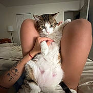 Stella is registered to the contest to win money with this photo: animal, bed, bedroom, blanket, brown_fur, cat, ears, feline, green_eyes, indoor, paws, person, pet, portrait, sitting, tabby, tail, tattoo, whiskers, white_fur