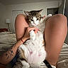 animal, bed, bedroom, blanket, brown_fur, cat, ears, feline, green_eyes, indoor, paws, person, pet, portrait, sitting, tabby, tail, tattoo, whiskers, white_fur