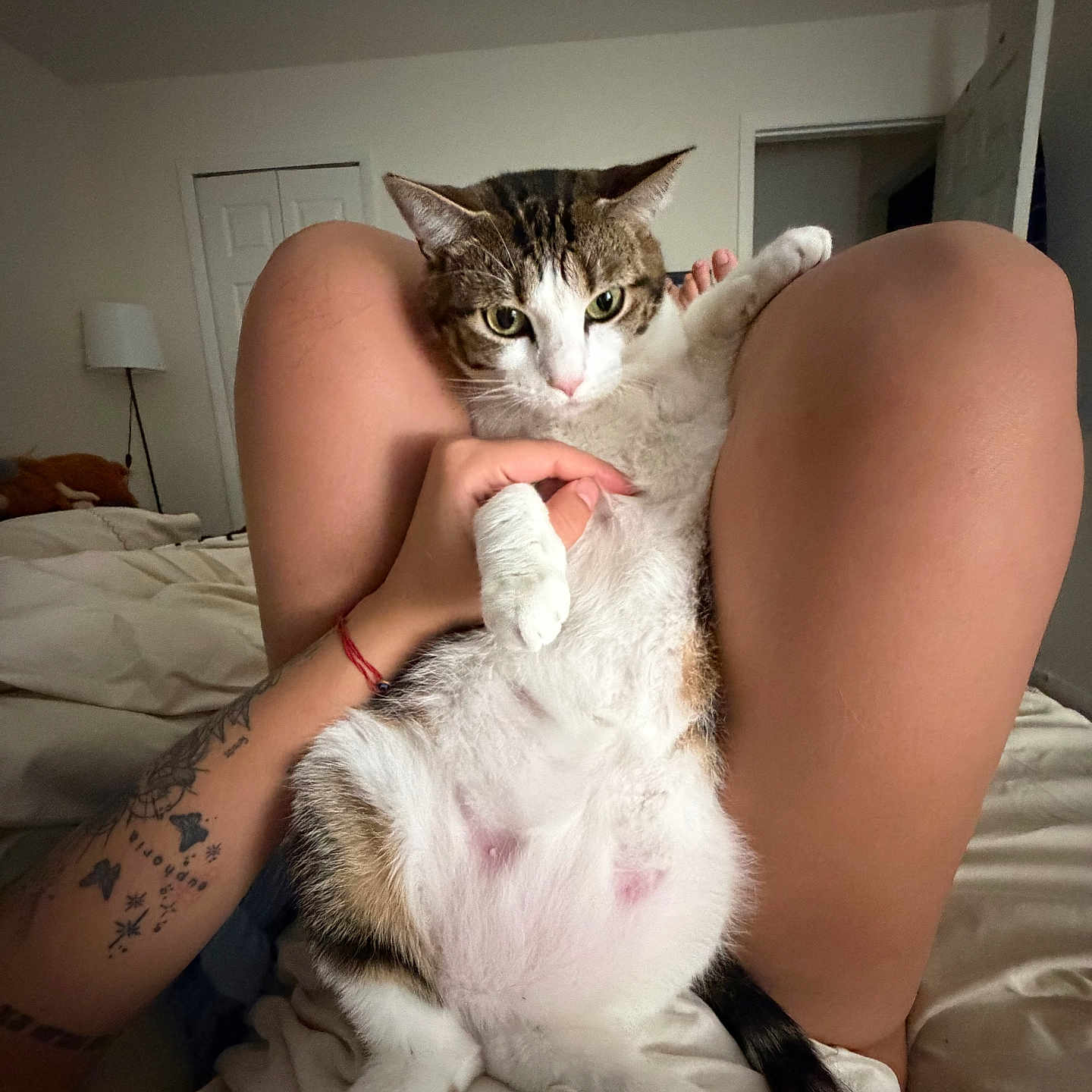 Stella