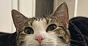 Stella is registered to the contest to win money with this photo: cat, tabby_cat, white_cat, close_up, indoor, pet, animal, whiskers, ears, face, fur, curious, cozy, resting, domestic_cat, looking_up, soft_light, background, door, comfort
