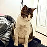 Stella is registered to the contest to win money with this photo: cat, tabby, white_fur, indoor, pet, feline, blanket, bedroom, door, carpet, fur, sitting, looking_down, domestic_animal, cute, animal, household, resting, soft_lighting, calm