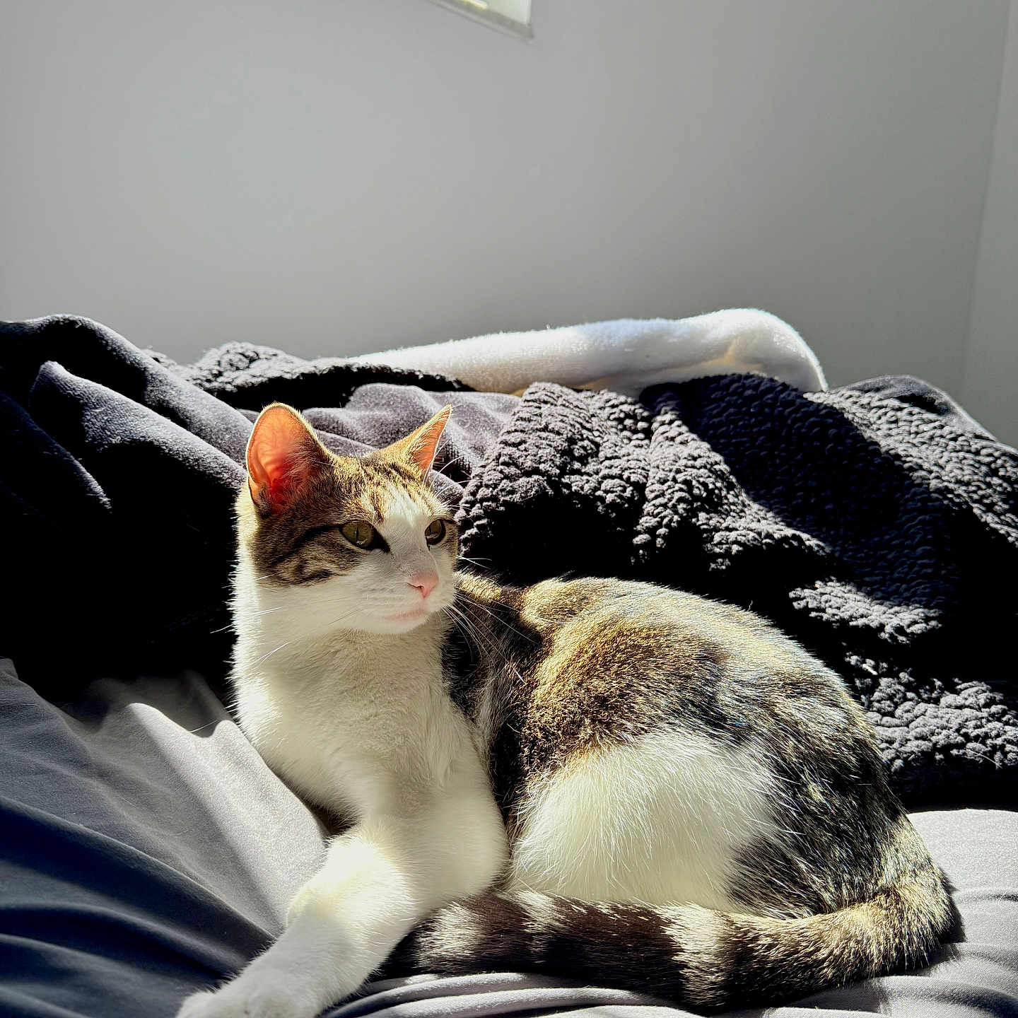 Stella is registered to the contest to win money with this photo: cat, bed, blanket, sunlight, window, indoor, feline, resting, cozy, shadow, white, tabby, fur, paw, relaxed, animal, pet, comfort, soft, quiet