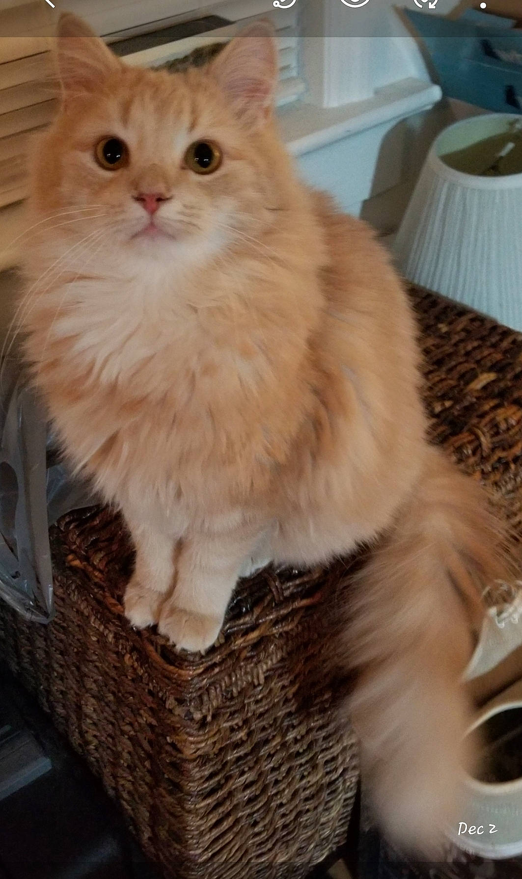 Santino joined the competition — help win amazing prizes! basket, box, british_longhair, carnivore, cat, event, fawn, felidae, fur, plate, serveware, small_to_medium_sized_cats, tableware, tail, terrestrial_animal, whiskers, wicker, wood