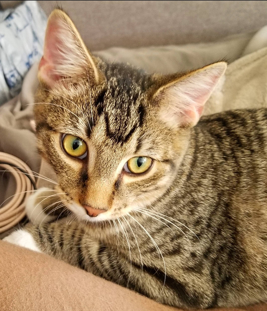 Fredo is registered to the contest to win money with this photo: carnivore, cat, comfort, domestic_short_haired_cat, eye, felidae, fur, paw, small_to_medium_sized_cats, snout, whiskers, wildlife