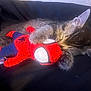 kitten, cat, sleeping, plush_toy, spiderman, toy, pet, animal, cute, furry, claw, paw, black_background, soft_fur, domestic_cat, resting, close_up, indoor, adorable, young