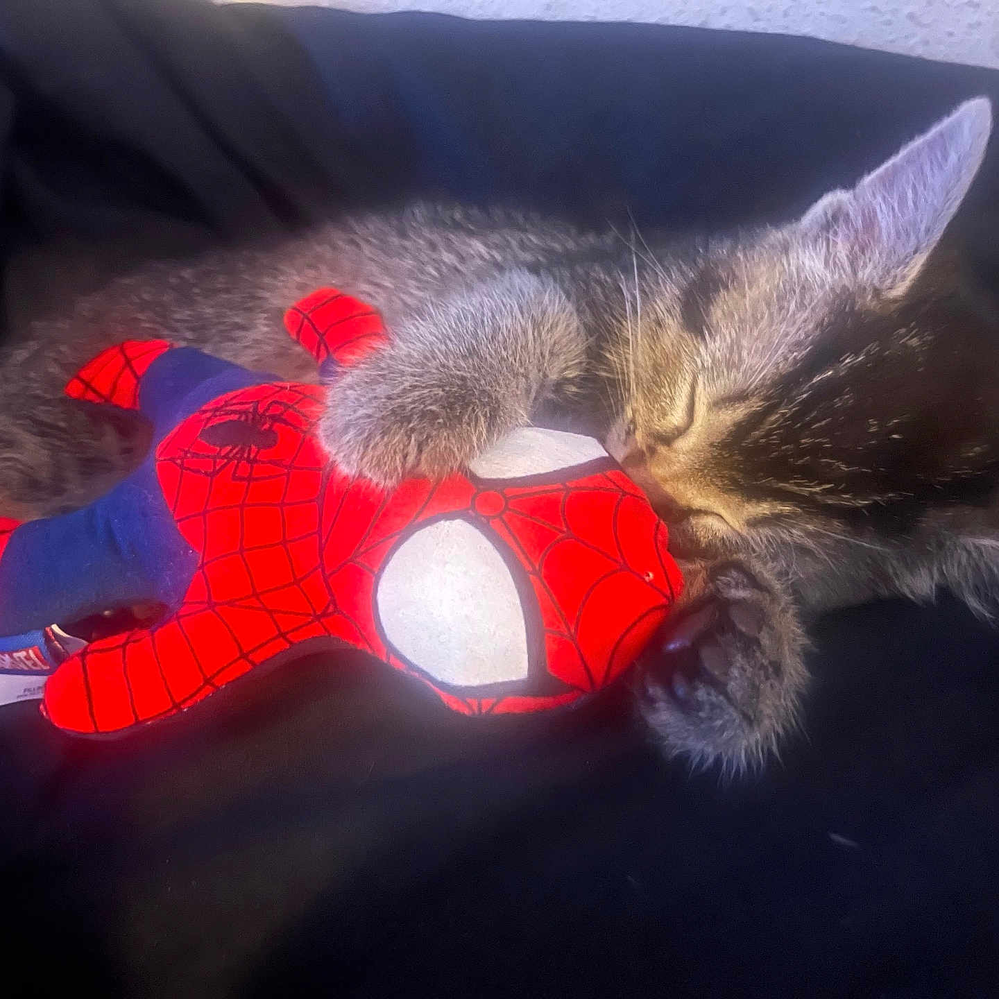 Smokey is registered to the contest to win money with this photo: adorable, animal, black_background, cat, claw, close_up, cute, domestic_cat, furry, indoor, kitten, paw, pet, plush_toy, resting, sleeping, soft_fur, spiderman, toy, young