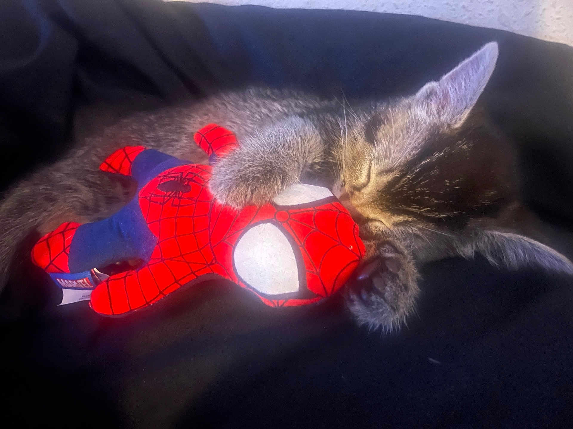 Smokey is registered to the contest to win money with this photo: kitten, cat, sleeping, plush_toy, spiderman, toy, pet, animal, cute, furry, claw, paw, black_background, soft_fur, domestic_cat, resting, close_up, indoor, adorable, young