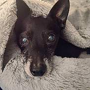 Buddy is registered to the contest to win money with this photo: dog, black_dog, blanket, cozy, pet, fur, ears, snout, animal, cute, indoor, resting, closeup, face, looking_up, soft_texture, wrapped, companion, comfort, warm