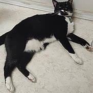 Midnight is registered to the contest to win money with this photo: cat, tuxedo_cat, black_and_white, lying_down, floor, indoor, pet, animal, whiskers, paws, collar, tag, relaxed, resting, feline, cute, domestic, close_up, side_view, household