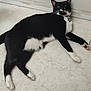 animal, black_and_white, cat, close_up, collar, cute, domestic, feline, floor, household, indoor, lying_down, paws, pet, relaxed, resting, side_view, tag, tuxedo_cat, whiskers
