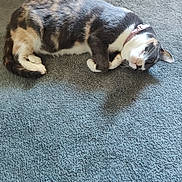 Callie joined the competition — help win amazing prizes! cat, calico, pet, animal, feline, fur, carpet, indoor, relaxed, lying_down, cute, whiskers, paws, collar, domestic_animal, sleepy, cozy, resting, closeup, side_view