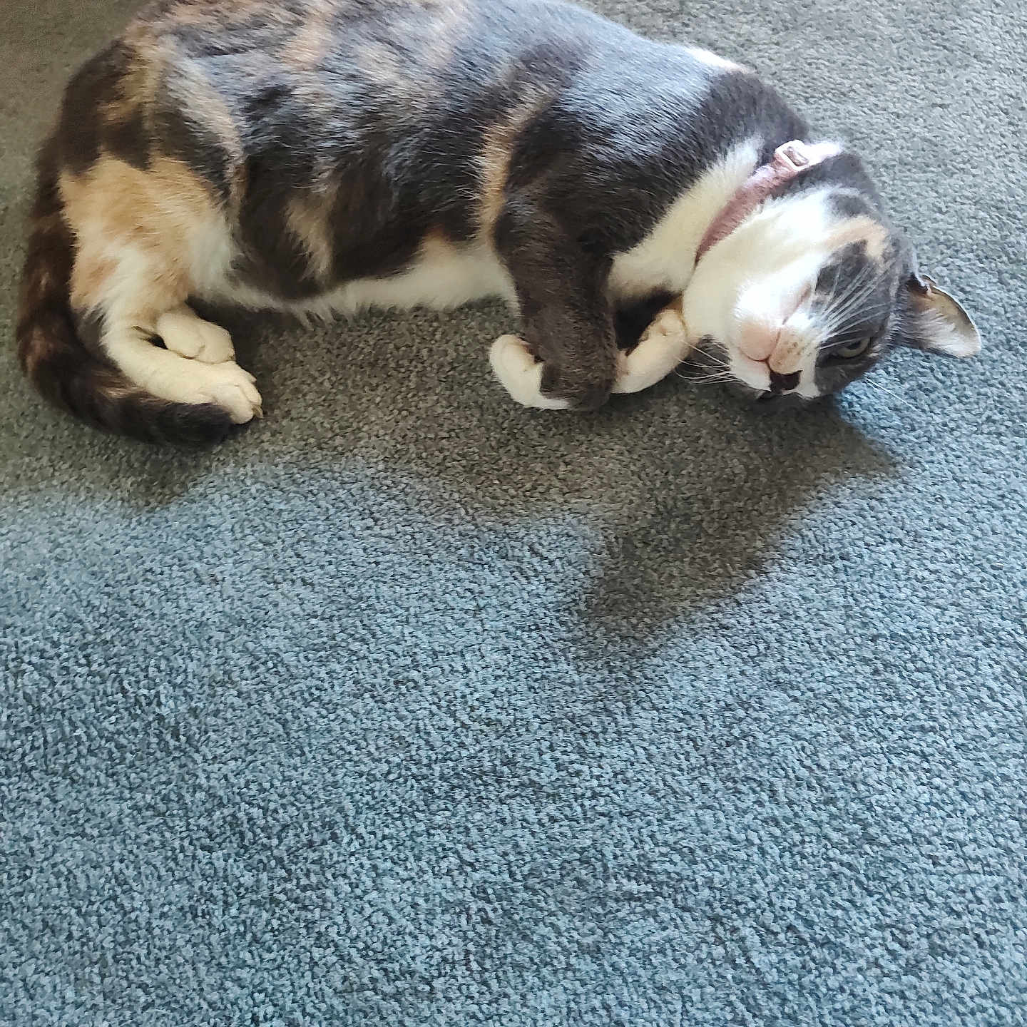 Callie joined the competition — help win amazing prizes! animal, calico, carpet, cat, closeup, collar, cozy, cute, domestic_animal, feline, fur, indoor, lying_down, paws, pet, relaxed, resting, side_view, sleepy, whiskers