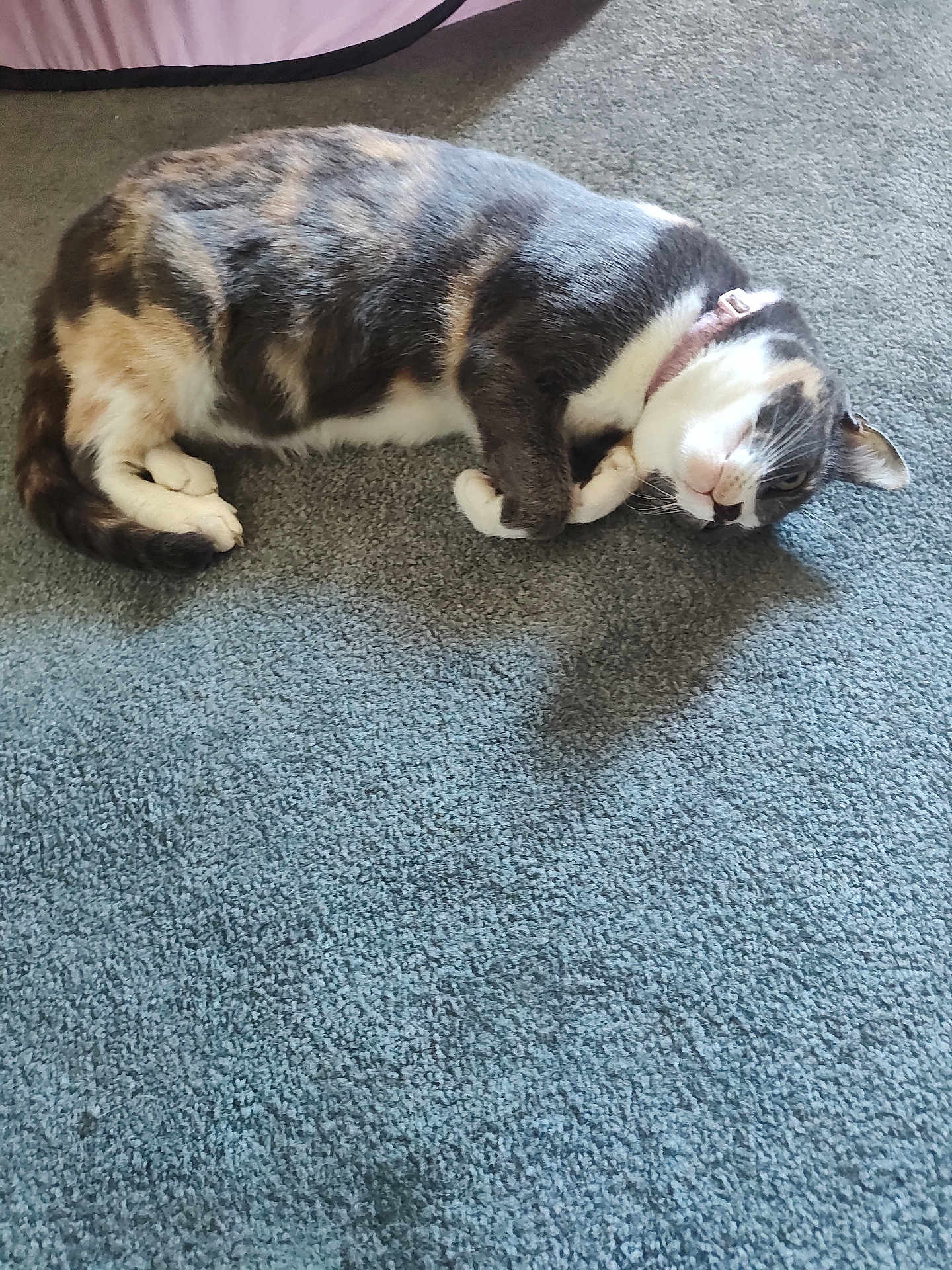 Callie